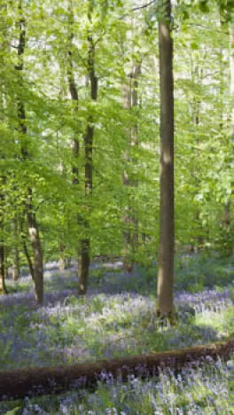 Vertical-Video-Drone-Shot-Woodland-Bluebells-Growing-In-UK-Countryside-1